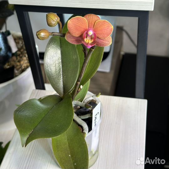 Орхидея фаленопсис мини