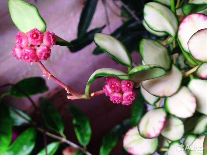 Hoya Heuschkeliana variegated Хойя Хешкелиана вар