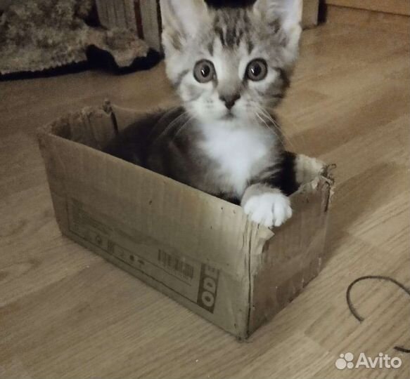 Кошка в дар бесплатно
