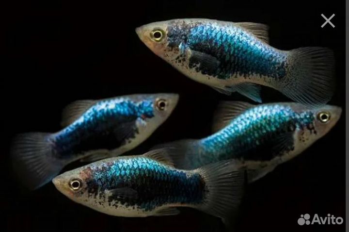 Продам аквариумную рыбу