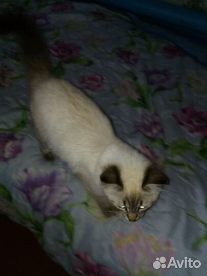 Кошка в дар бесплатно