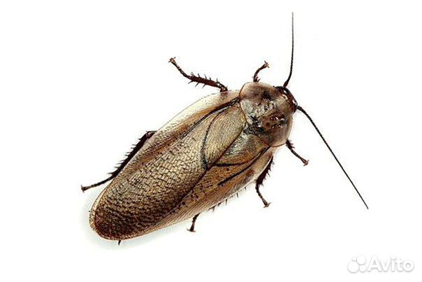 Кормовые насекомые