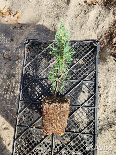 Можжевельник,Туя