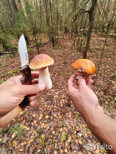 Грибы опята свежий сбор