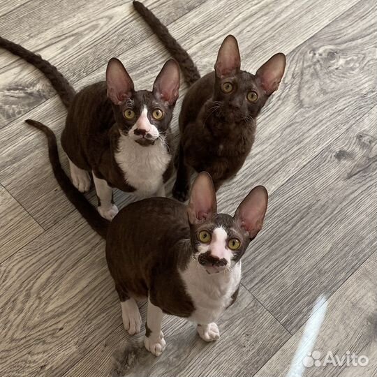 Корниш-рекс