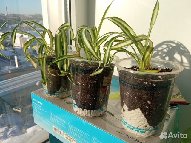 Хлорофитум кудрявый