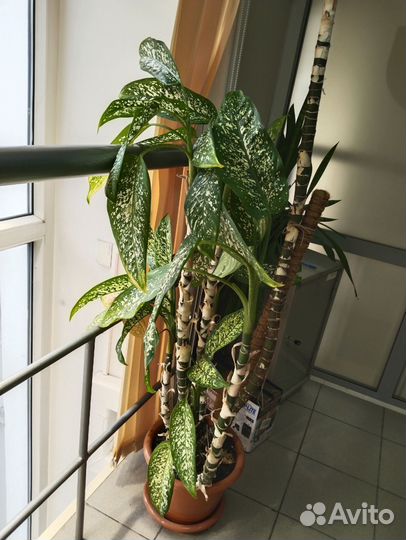 Диффенбахия