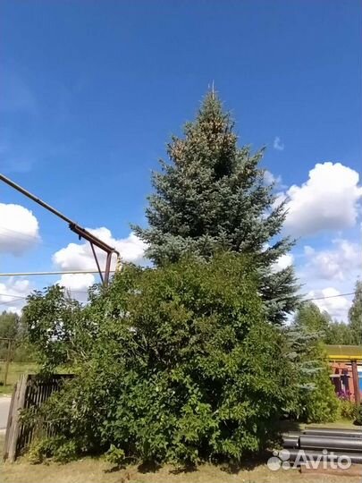 Голубая Ель