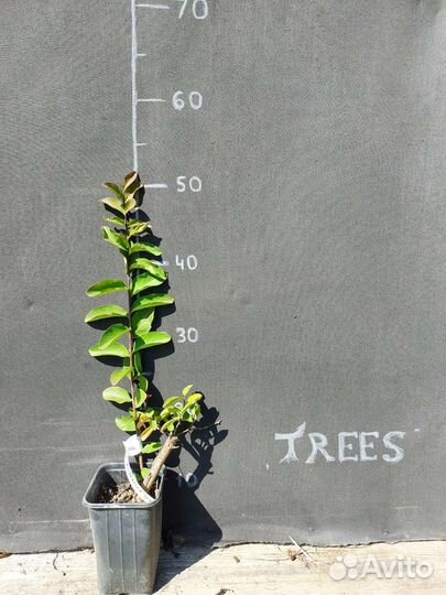 Лагерстремия