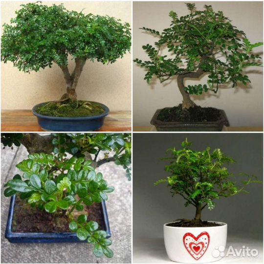 Семена Ногоплодника,Зантоксилума,Айвы,Тиса