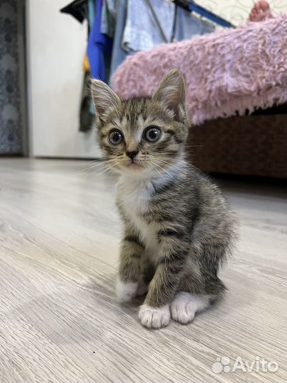 Котенок, девочка