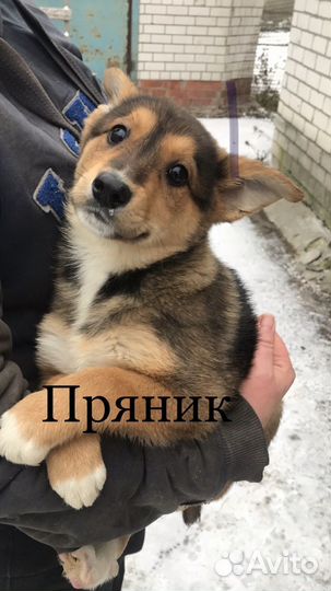 Щенок в добрые руки