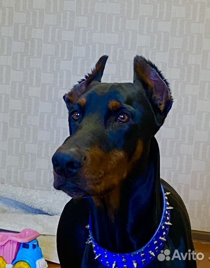 Доберман вязка