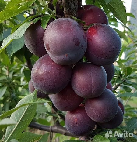 Шарофуга, Блек сплендор