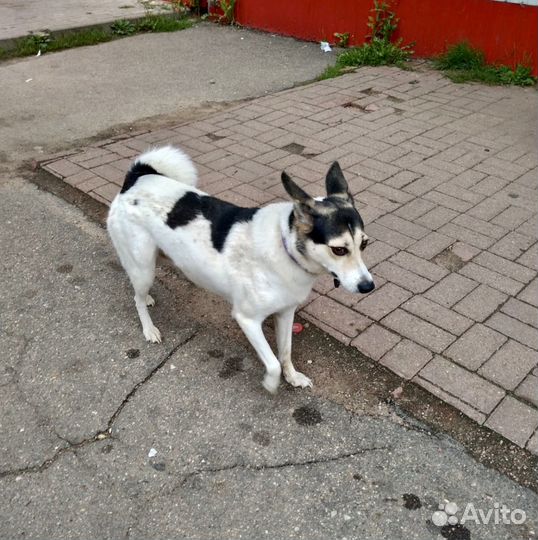 Собаки бесплатно