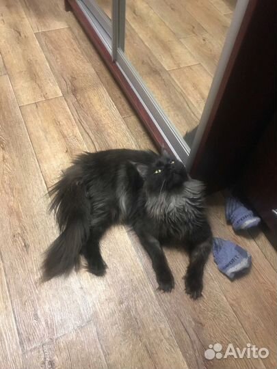 Котята мейн-кун