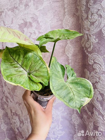 Сингониум орм тонг вар