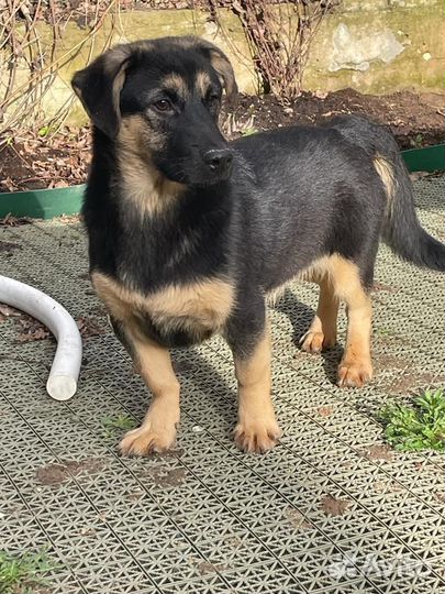 Щенок метис с таксой мальчик 6 мес в дар
