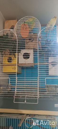 3 птички амадина с клетками