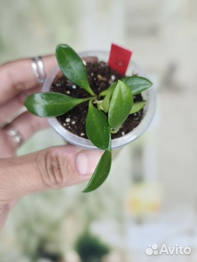 Хойи часть 4