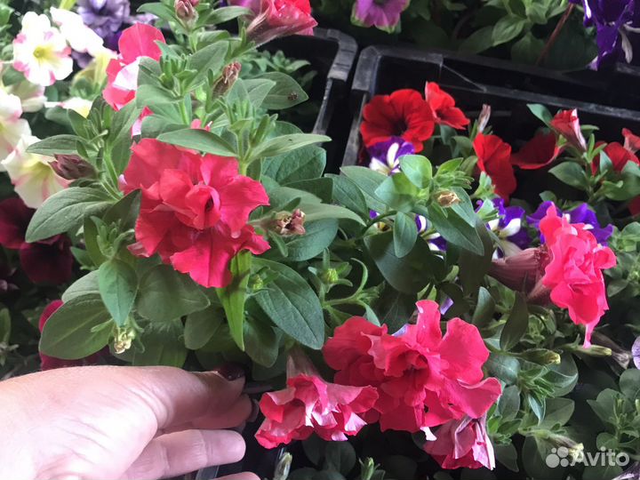 Ампельная вегетативная петунья и вербена