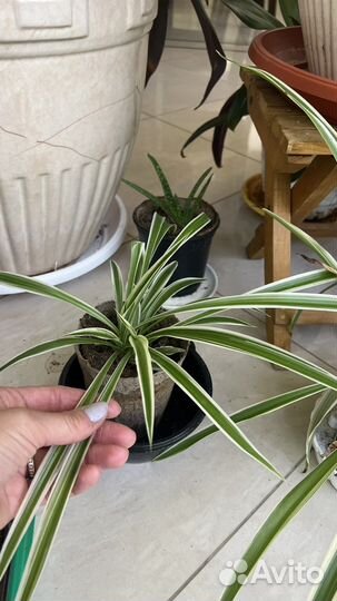 Хлорофитум цветок