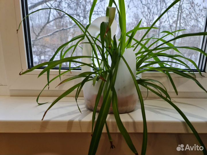 Хлорофитум