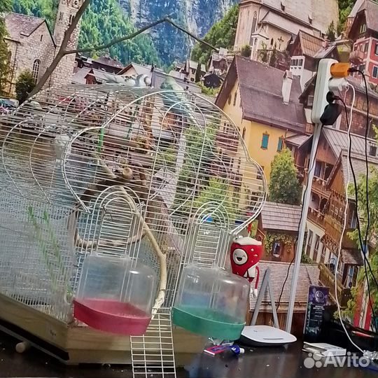 Волнистый попугай с клеткой