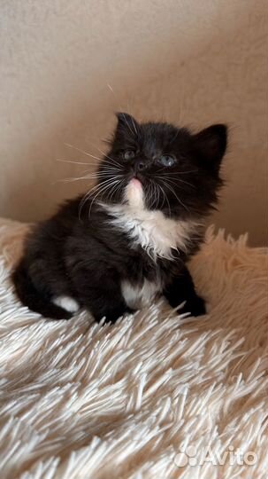 Кошка в добрые руки