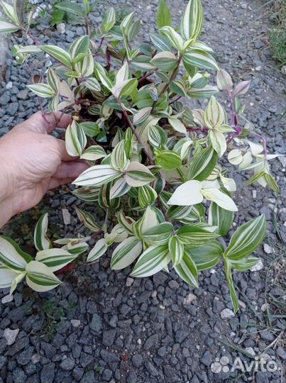 Комнатные растения