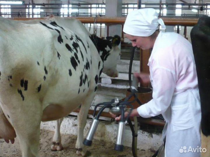 Оператор машинного доения. Вахта