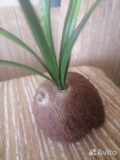 Сомы-анциструс, коралл, моллинезии, кокосовый грот