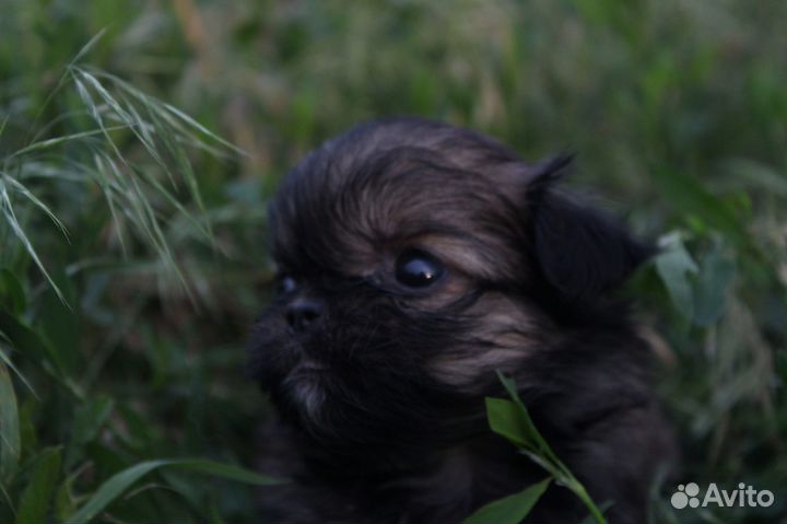 Продам щенков пикенеса девочки чистокровные