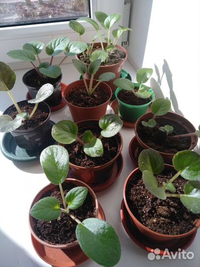 Бегония, фиалки