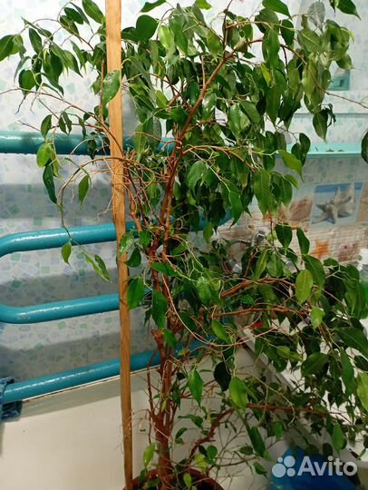 Фикус Бенджамина
