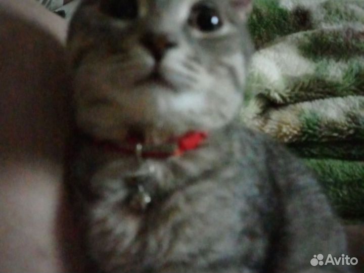Кошка