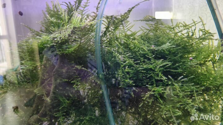 Мох и папоротник для аквариума