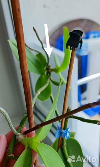 Орхидея фаленопсис детка от материнского растения