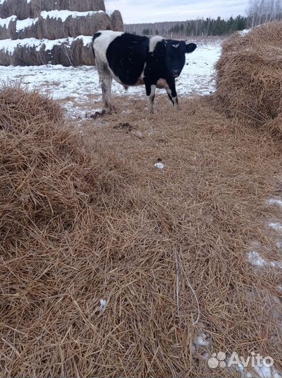 Телята бычки