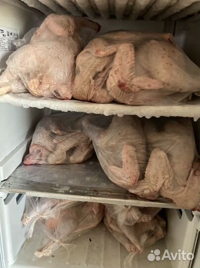 Куры несушки