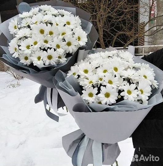 Хризантема