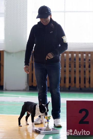 Бостон терьер