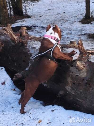 Шлейка для собак Ferplast Ergocomfort nordic 1