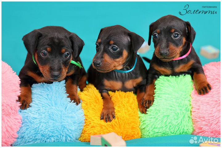 Щенки цвергпинчера