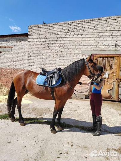 Идельные кобылы