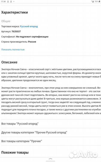 Энотера жёлтая. Ночная свеча