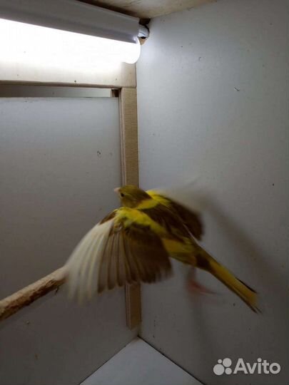 Кенара и канарейки