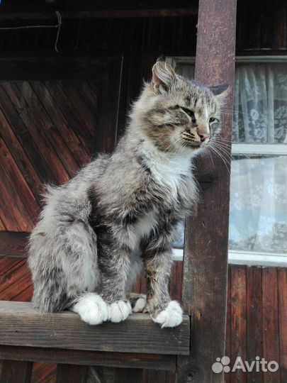 Профессиональный охранник/охотник - кот