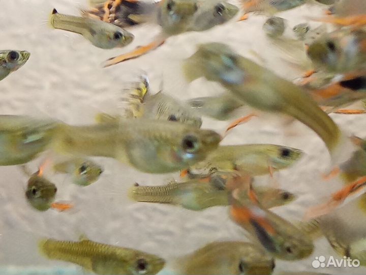 Рыбки гуппи