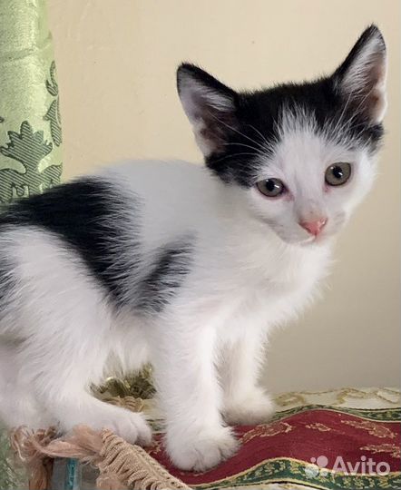 Котик ищет хозяина